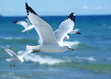 Beach Gulls