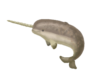 Muro Narwhal