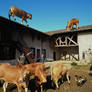 Cows on a roof ...