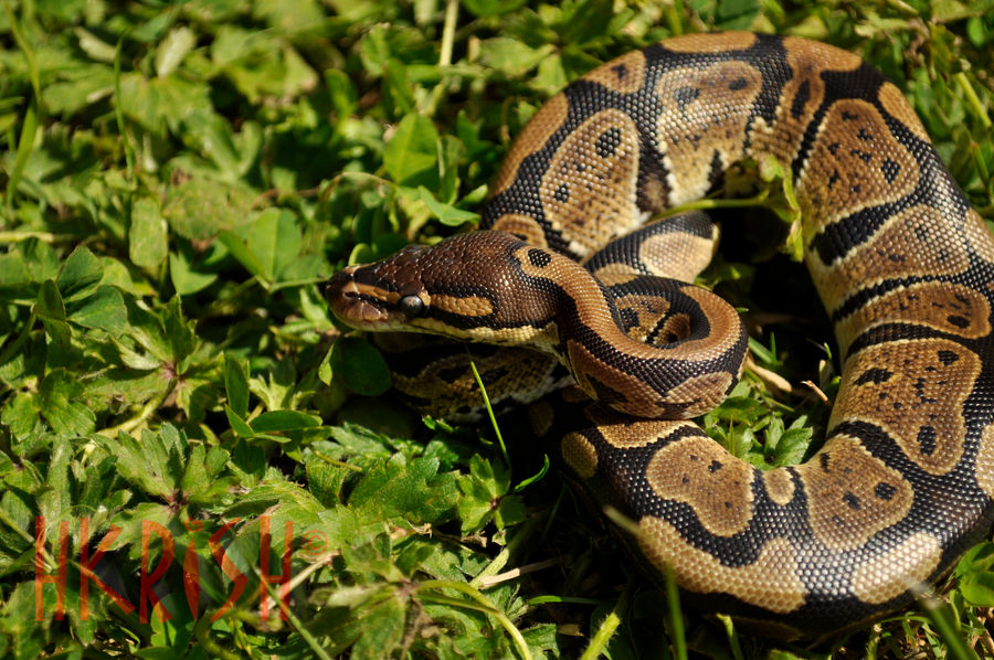 Ball Python by HitoshiHalfbreed on DeviantArt