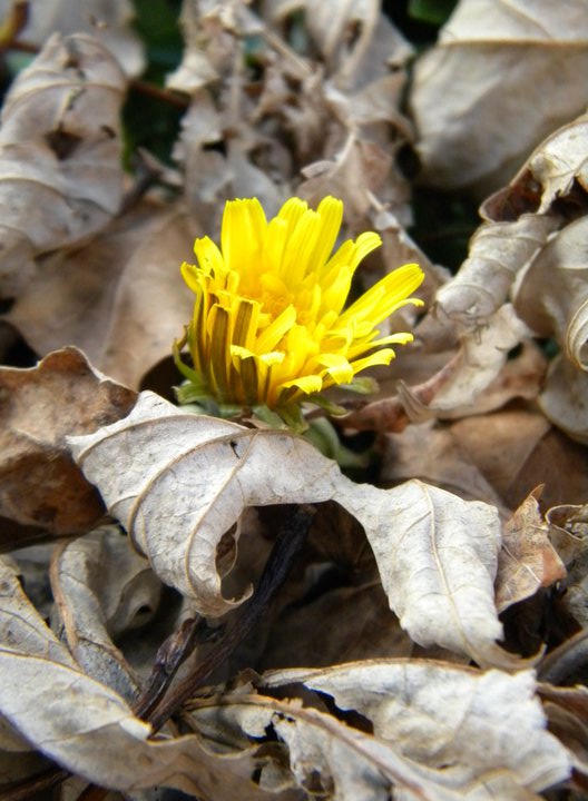 Lone Flower