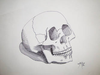 Skull Series #1