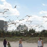 Seagulls for Fries, Part 1