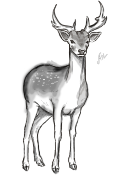 Deer