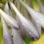 Hosta  Flower