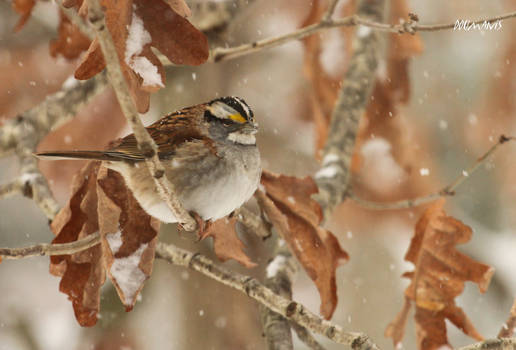 Winter Birds