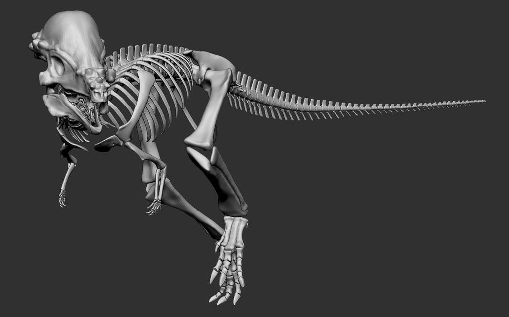 Pachycephalosaurus wyomingensis Skeleton