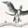 Draw Dinovember Day 20 Archaeopteryx