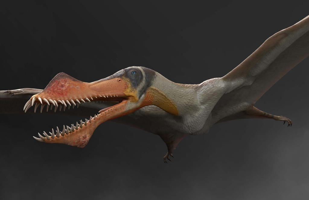 Anhanguera santanae Polypaint Render by daitengu