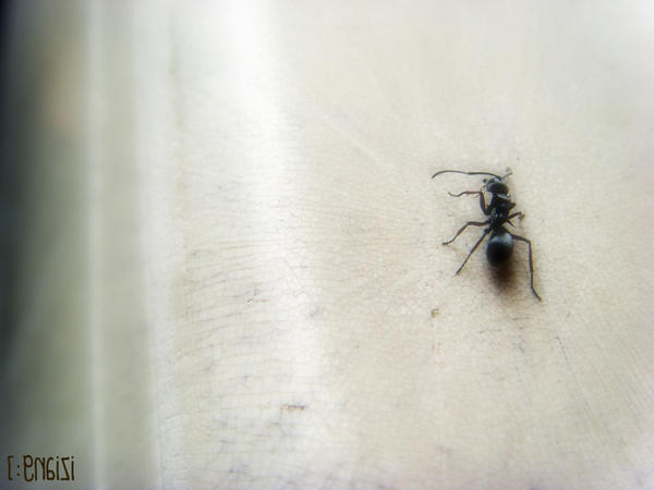 Langgam Insect langgam by krizia08 on DeviantArt