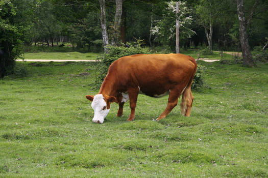 Cow