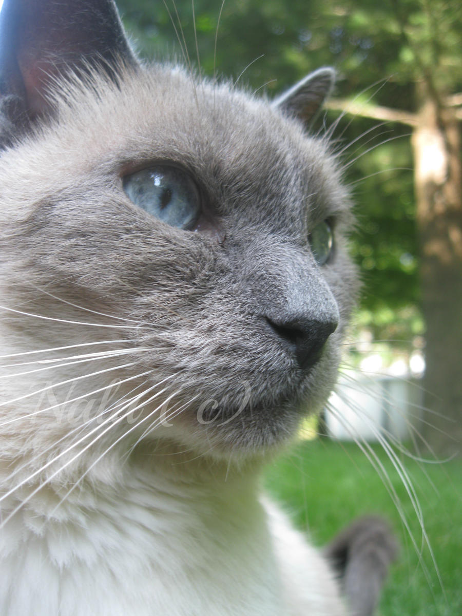 Majestic Siamese