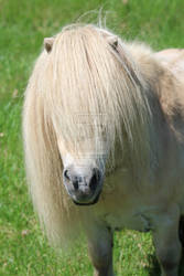 Spirit - Mini Horse