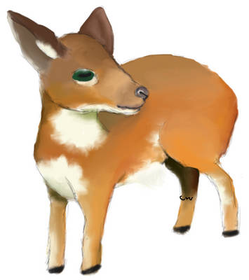 royal antelope