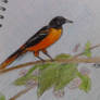 Baltimore Oriole Bird Sketch