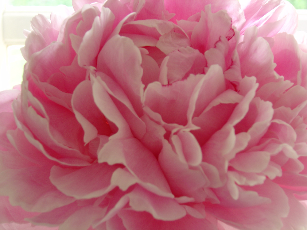 Peony