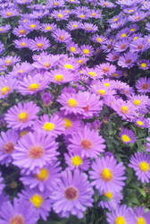 Purple Aster