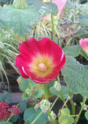 Hollyhock