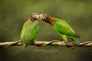 Brown hooded Parrots