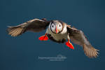 Puffin by chriskaula