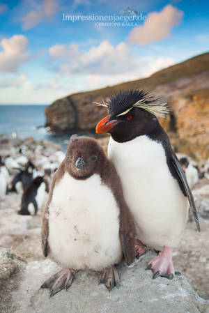Rockhopper Penguin by chriskaula Rockhopper Penguin by chriskaula
