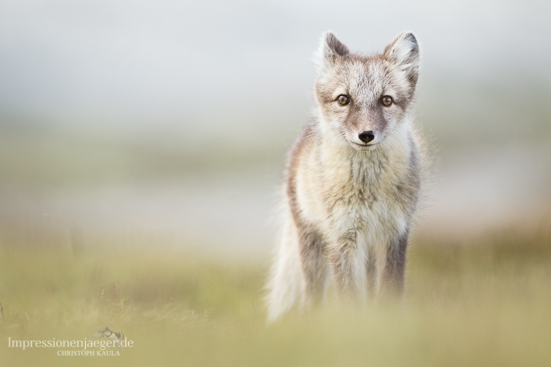 Arctic Fox