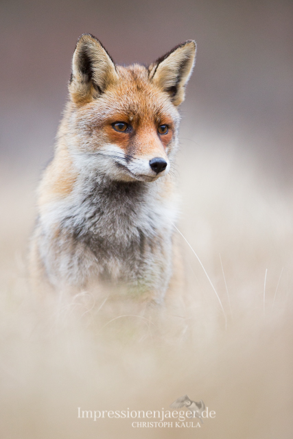 Red Fox