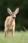 Roe deer by chriskaula