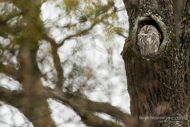 Tawny Owl by chriskaula