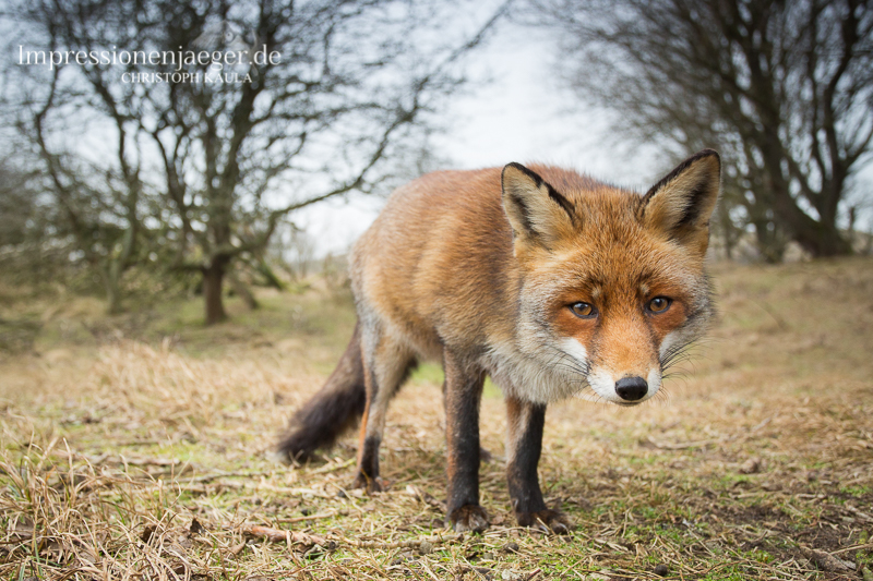 Red Fox