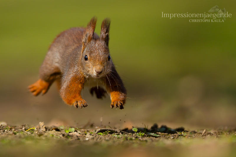 Red Squirrel