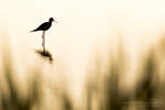 Black-winged stilt by chriskaula
