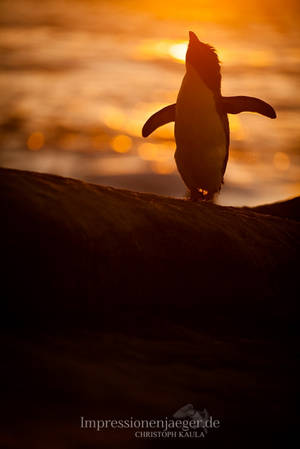 Dancing queen by chriskaula Dancing queen by chriskaula