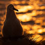 Black-browed Albatross chick