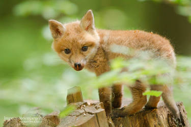 Red Fox