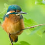 Kingfisher