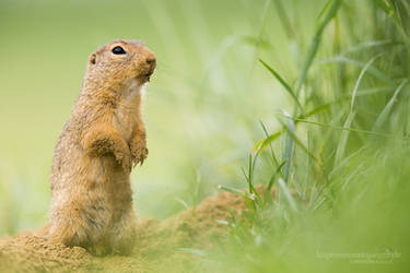 Ground Squirrel