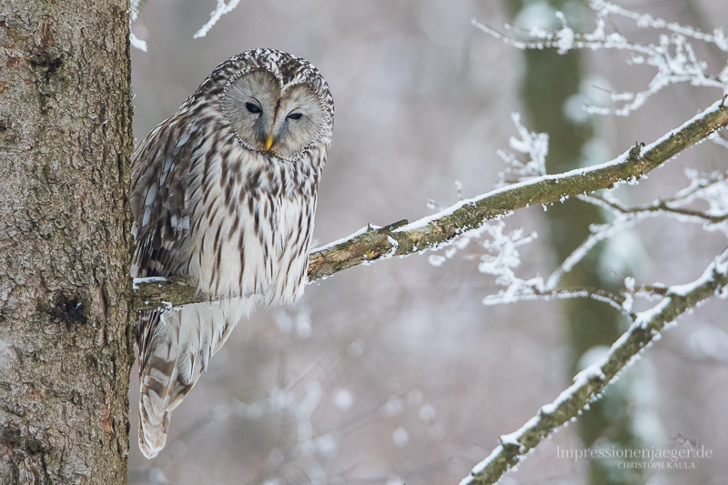 Ural owl