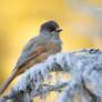 Siberian Jay