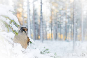 siberian jay