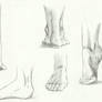 Anatomy: feet 02