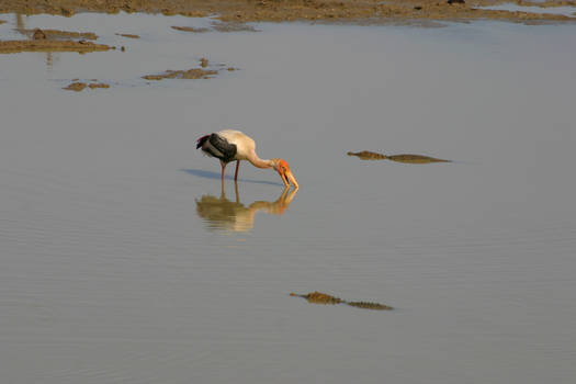 Baignade dangereuse