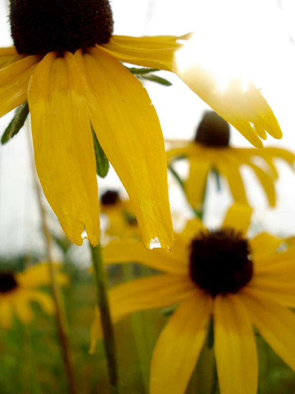 Sunny Daisies