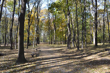 Autumn forest