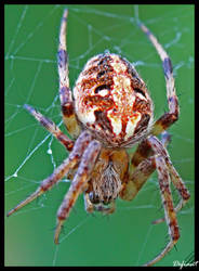 Tuft-Legged Orb Weaver