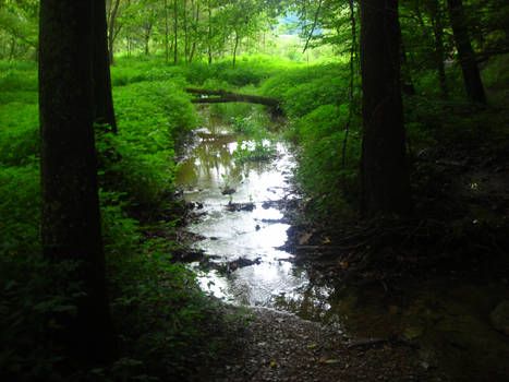 Looking through the woods