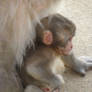 What a cute little baby Monkey