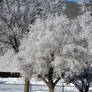 morning of sunshine and frost