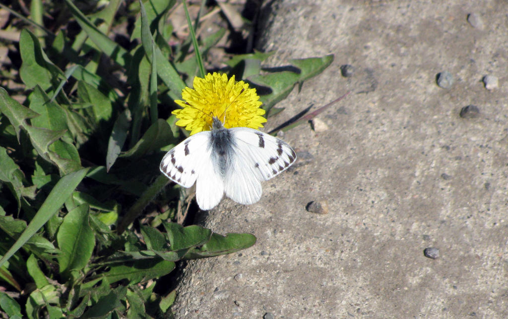 white butterfly