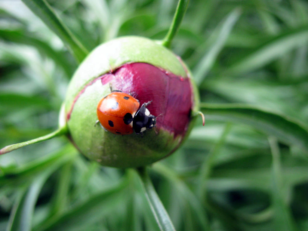 lady bug 5